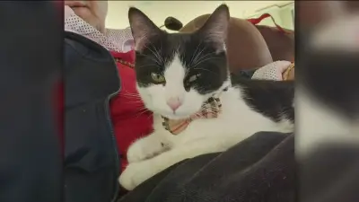 ‘I just want my cat back’: Car stolen from CT rest stop with Nahant man’s cat inside